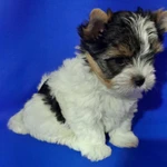 Фото №6 Кукольный не большой мальчик