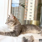 Сноу молодой котик ищет дом, в добрые руки