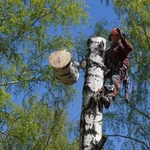 Спиливание деревье в Старожилово и районе