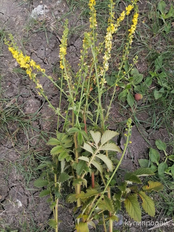 Фото Репешок. Цена за 100 грамм.