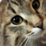 Фото №2 Котята