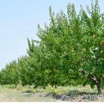 Фото №4 Продаётся Готовый бизнес производства сухофруктов.