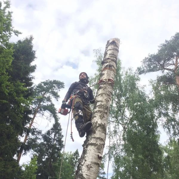 Фото удаление деревьев