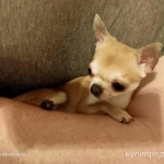 Фото №4 Чихуахуа мини и микро для вязки