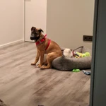 Фото №5 Отдам щенка в хорошие руки совершенно бесплатно