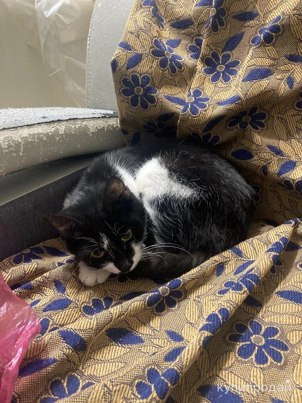 Фото Отдам кошку в хорошие руки