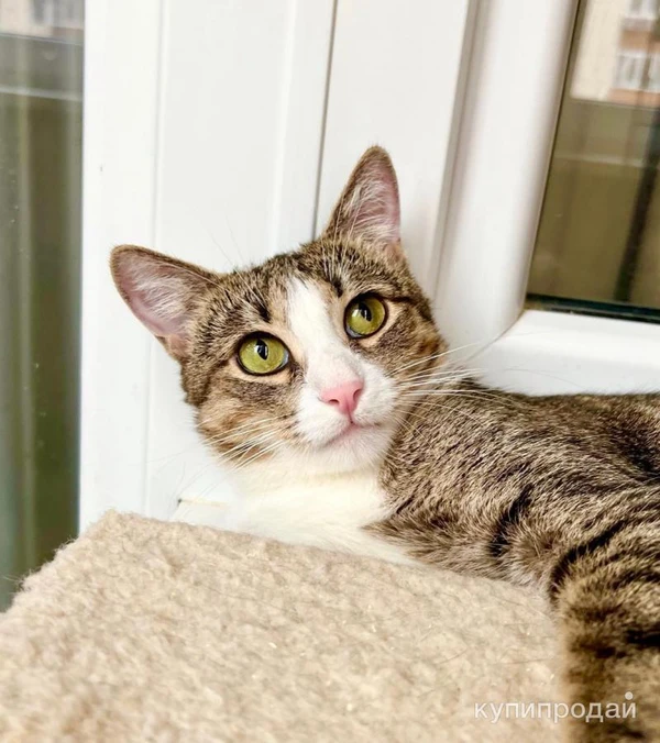 Фото Полосатая кошечка Молли в добрые руки