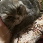 Фото №2 Вязка, шотландский вислоухий кот