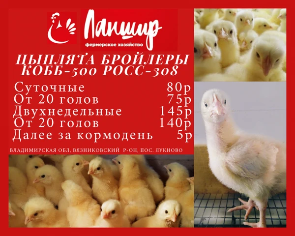 Фото Цыплята бройлеры