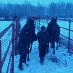 Фото №4 Перевозка животных, КРС.