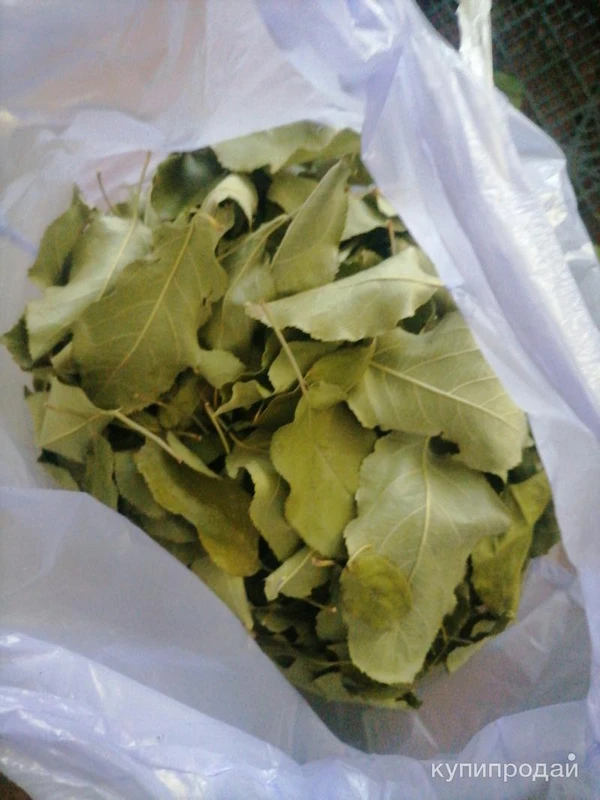 Фото Яблони листья. Цена за 100 грамм.