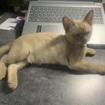 Фото №3 Бурманский кот