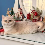 Фото №4 Британская девочка Лазура