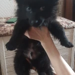 Фото №3 Продам щенка