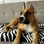 Фото №4 Купирование ушей Санкт-Петербург и Лен. Обл.