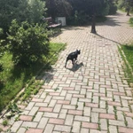 Фото №4 Выгуливаю ваших собак