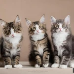 Фото №2 Норвежские лесные котята - прекрасный выбор