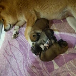 ВЯЗКА КОБЕЛЯ СИБА-ИНУ