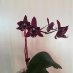 Фото №3 Орхидея Liodora, Чёрный лебедь, Тропикана