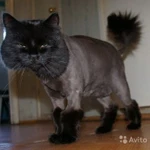 Фото №3 Стрижка котов и кошек с выездом на дом