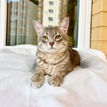 Сноу молодой котик ищет дом, в добрые руки