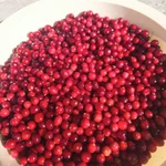 Фото №2 Клюква северная