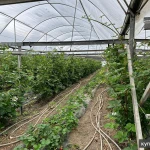 Тепличный комплекс 6,9 гектар