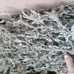 Фото №3 Дикая луговая мята. Цена за 100 грамм.