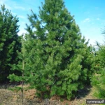 Фото №2 Саженцы Кедра,Ели,Сосны.