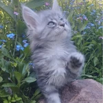 Фото №5 Вязка мейн-кун