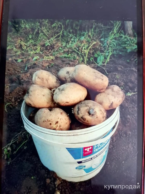 Фото Картофель