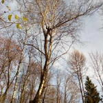 Фото №9 Спил деревьев любой сложности в Старой Руссе