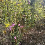 Фото №5 Дербенник иволистный . Цена за 100 грамм. .