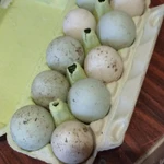 фото домашние яйца утиные