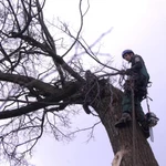 Фото №3 Поможем спилить, удалить, обрезать дерево в Балашихе 