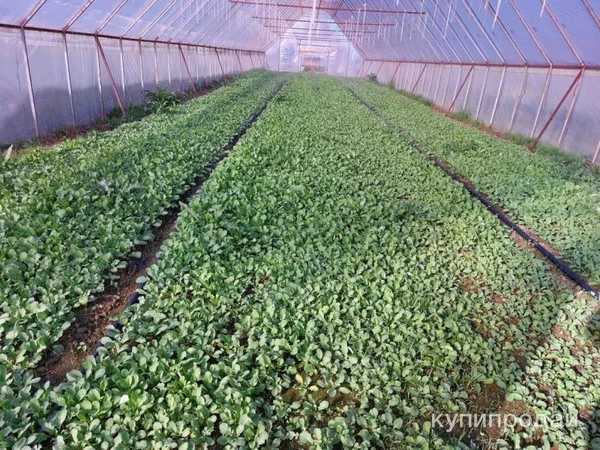 Фото Тепличный комплекс 30 Га