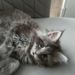 Фото №3 Продам мейн-куна