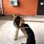 Фото №4 Дрессировка собак всех пород