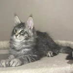 Фото №3 Нежные котята мейн- кун