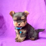 Фото №2 Мальчик йоркширский терьер