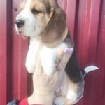 Фото №3 Биглята