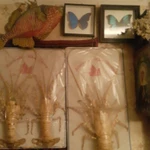 Фото №3 Аренда змей крокодила чучела животныхчу