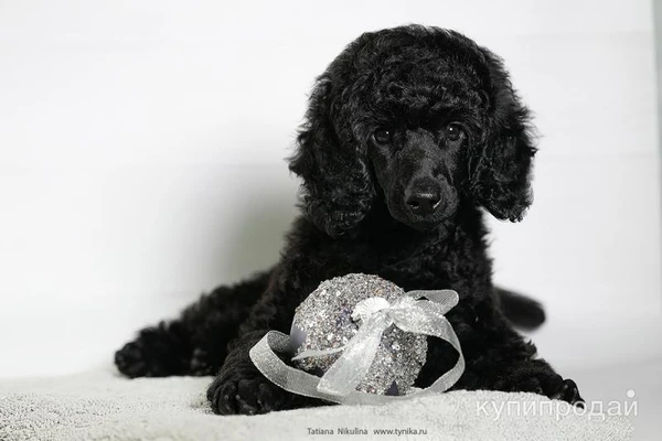 Щенки пуделя