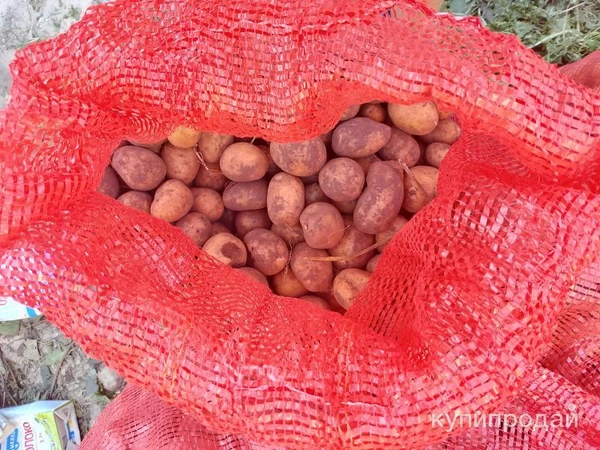 Фото Продаю картошку для скота со своего огорода