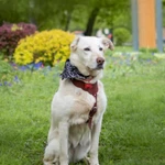 Фото №4 Собачка Луна в добрые руки