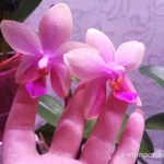 Фото №4 Орхидея Liodora, Чёрный лебедь, Тропикана