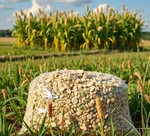 фото травосмеси и кормовые смеси для сельского хозяйства, озеленения и охотничьих угодий