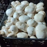 фото Грибы шампиньоны