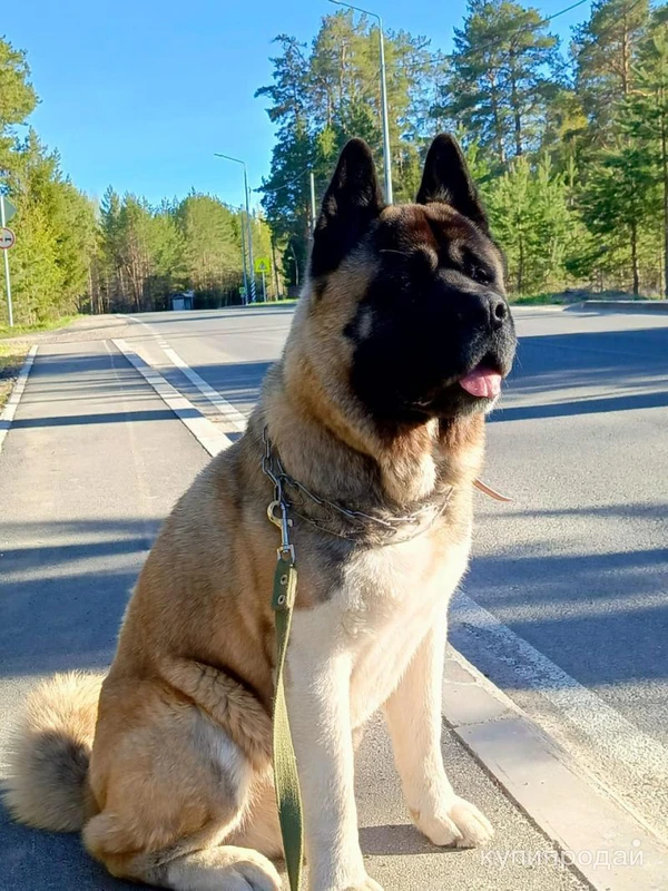 Фото Случка