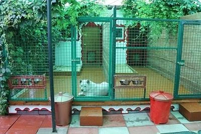 Фото Дачный отдых для домашних животных
